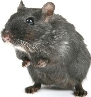 A rat photo: This is a Rat rat_55381t.jpg