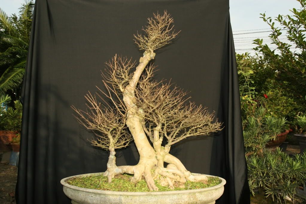 Làm hoa cho Mai Chiếu Thủy.