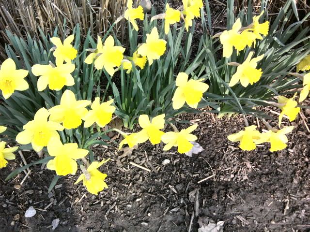 yellowdaffodiles.jpg