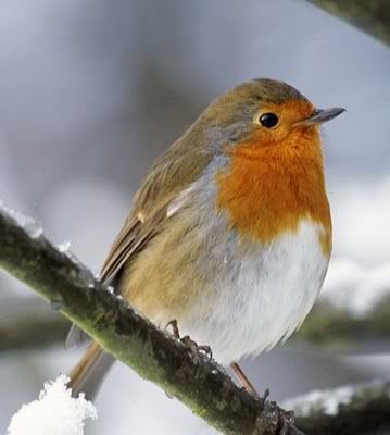 European_Robin_Photo.jpg