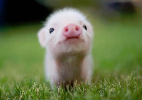 Piggy1.jpg