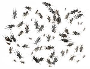 Pest Service (c) greenguardme green pest control