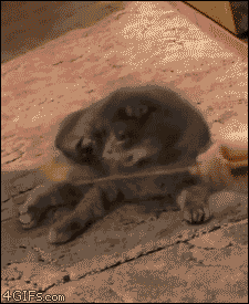 Cat staring accusingly at a human with a feather dangler off screen with text saying omg it was you it was you the entire time