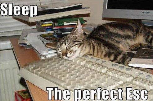 cat sleeping with its head resting on the corner of the keyboard where the escape button is with bold white text at the top right that says sleep and bold white text at the bottom that says the perfect escape