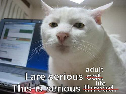 lolcat: I are serious adult, this is serious life