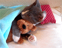 gray and white cat laying under a blanket and hugging a teddy bear