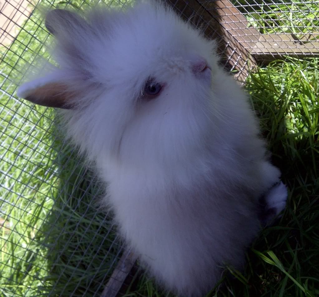 lilac lionhead rabbit