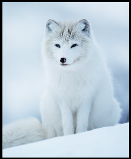 Arctic Fox Avatar