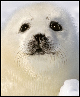 Baby Harp Seal Avatar