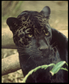 The Black Jaguar Avatar