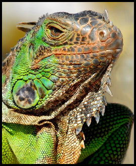 Iguana Avatar