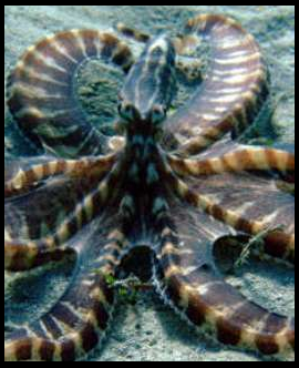 Mimic Octopus Avatar