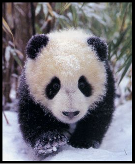 Panda Cub Avatar