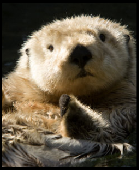 Sea Otter Avatar