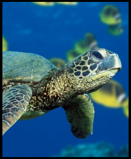 Sea Turtle Avatar