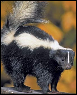 Skunk Avatar