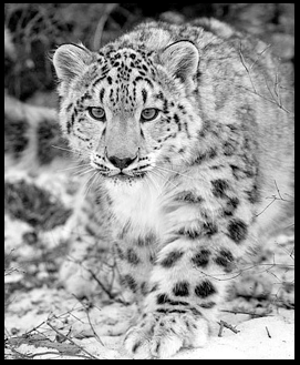 Snow Leopard Avatar