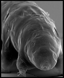 Tardigrade Avatar