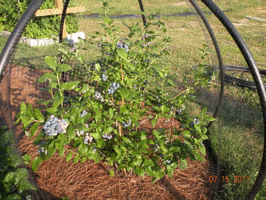 How to Keep Birds from Blueberries