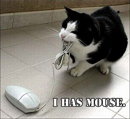  Images Funny on Has Mouse   Funny Cat   Funny Animals