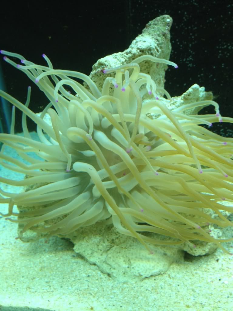 anemone1.jpg