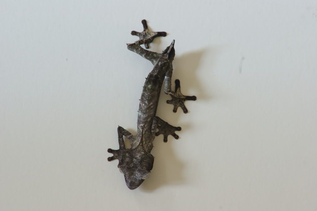 tailless.jpg