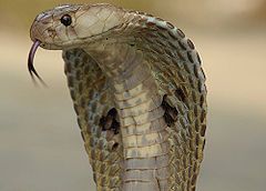 240px-Indiancobra.jpg