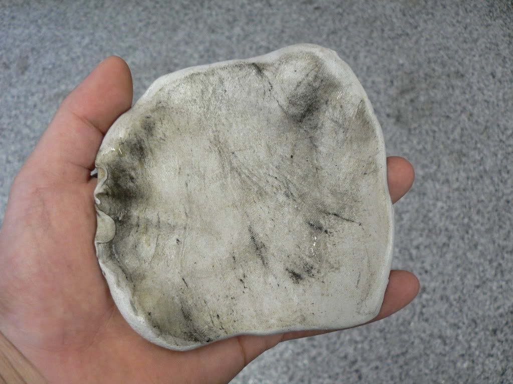 P1030041.jpg