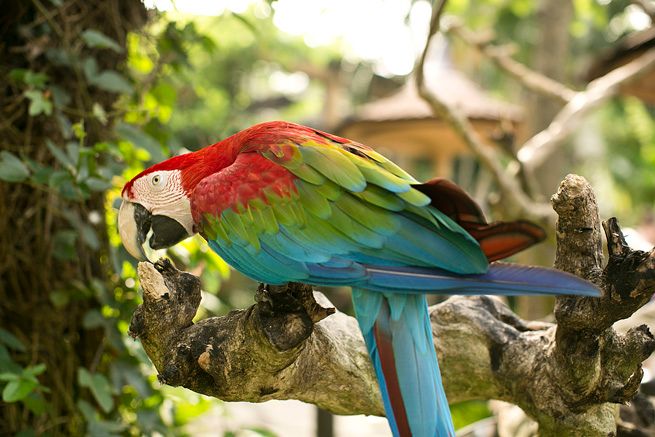 photo bali_bird_park_by_alodita03_zps3b4054f1.jpg
