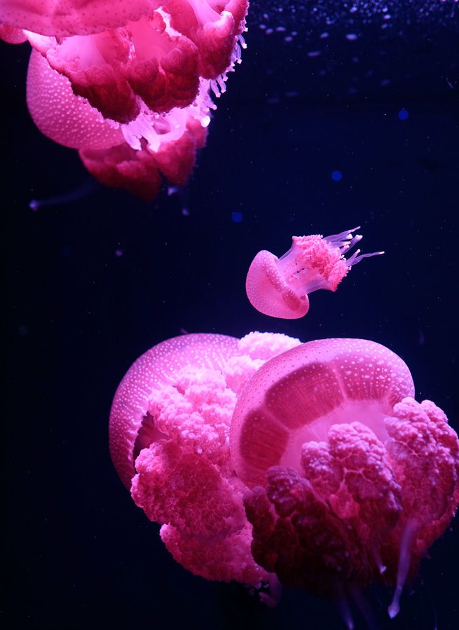 photo JakartaAquarium12_zpsndl646de.jpg