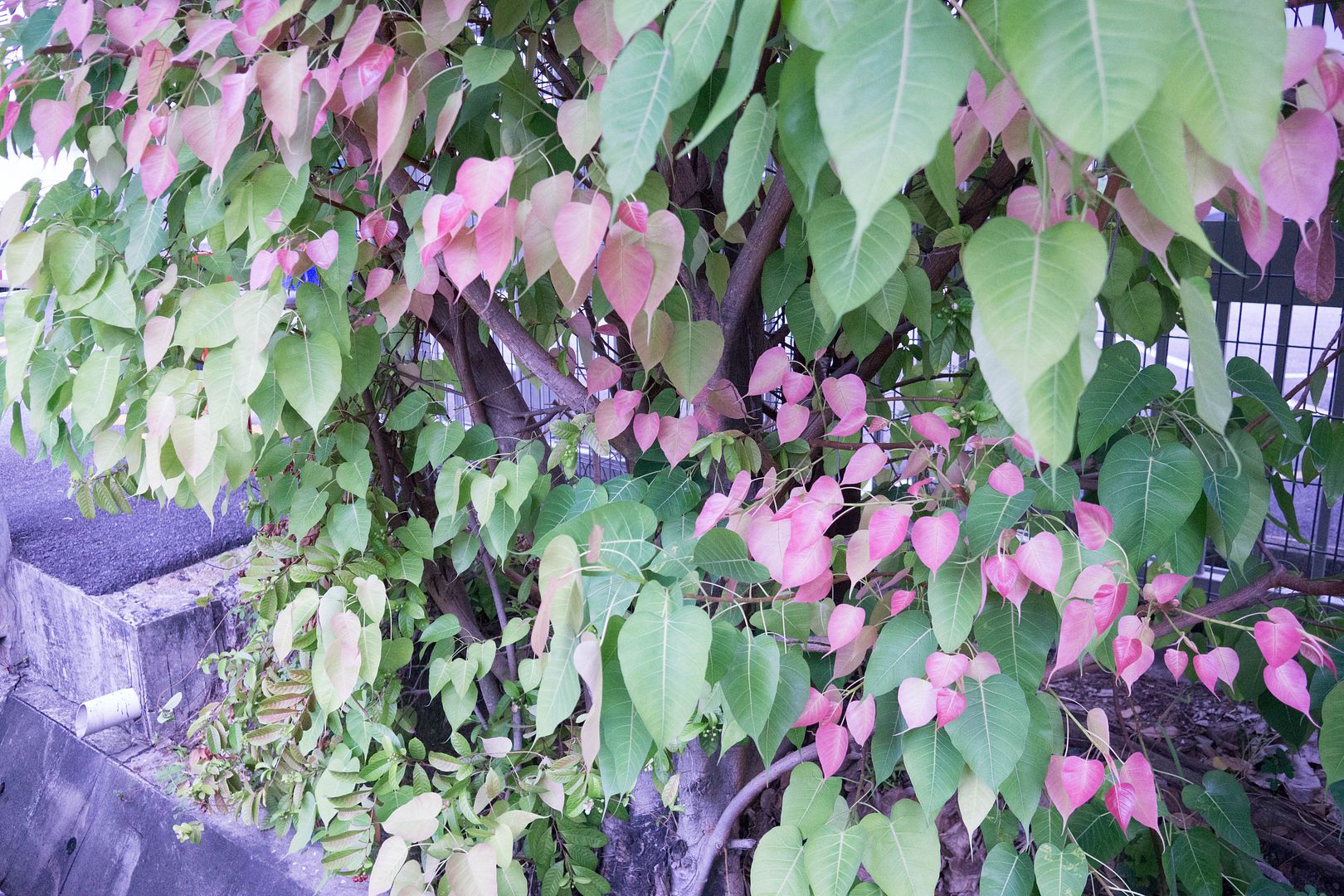  photo DSC01399_zpsmjcn6tuc.jpg