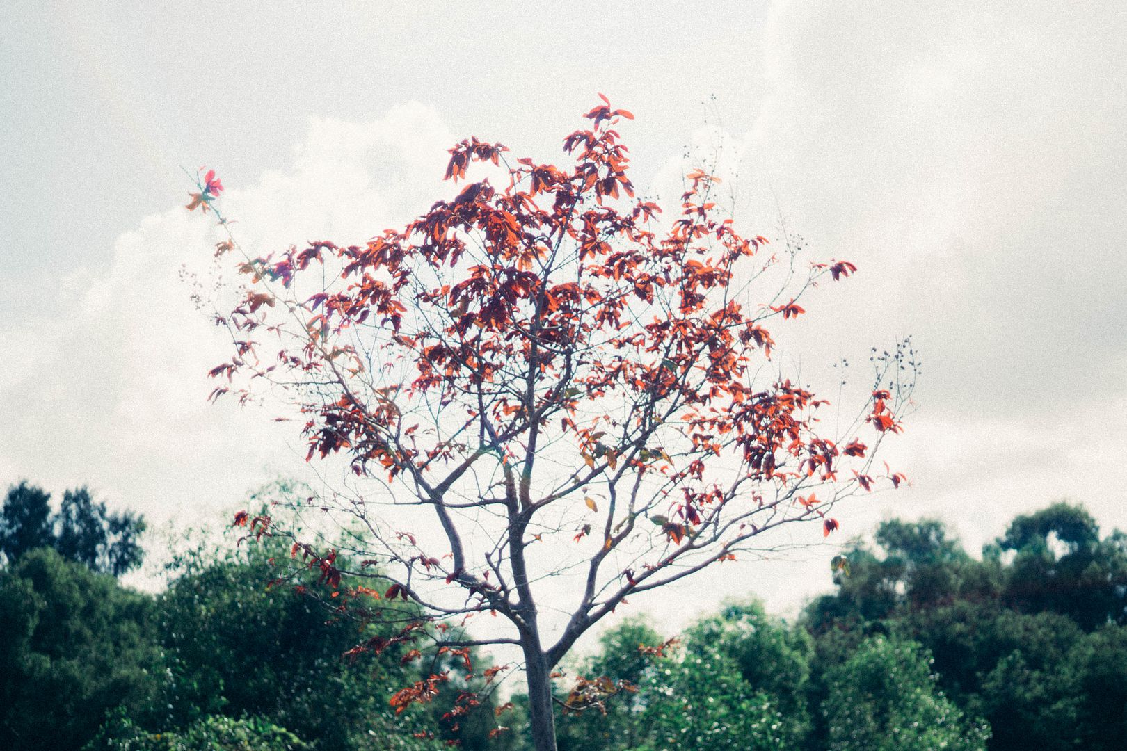  photo DSC01059_zpscji0mo7n.jpg