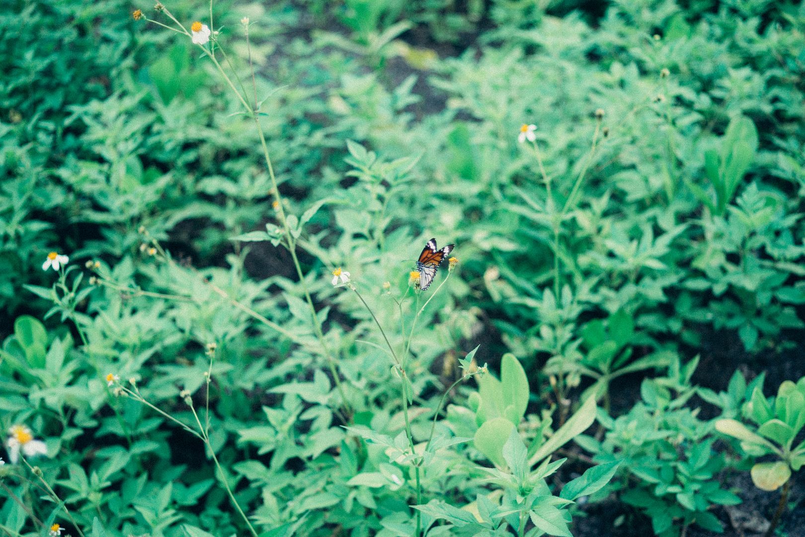  photo DSC01072_zpstkrjyjko.jpg