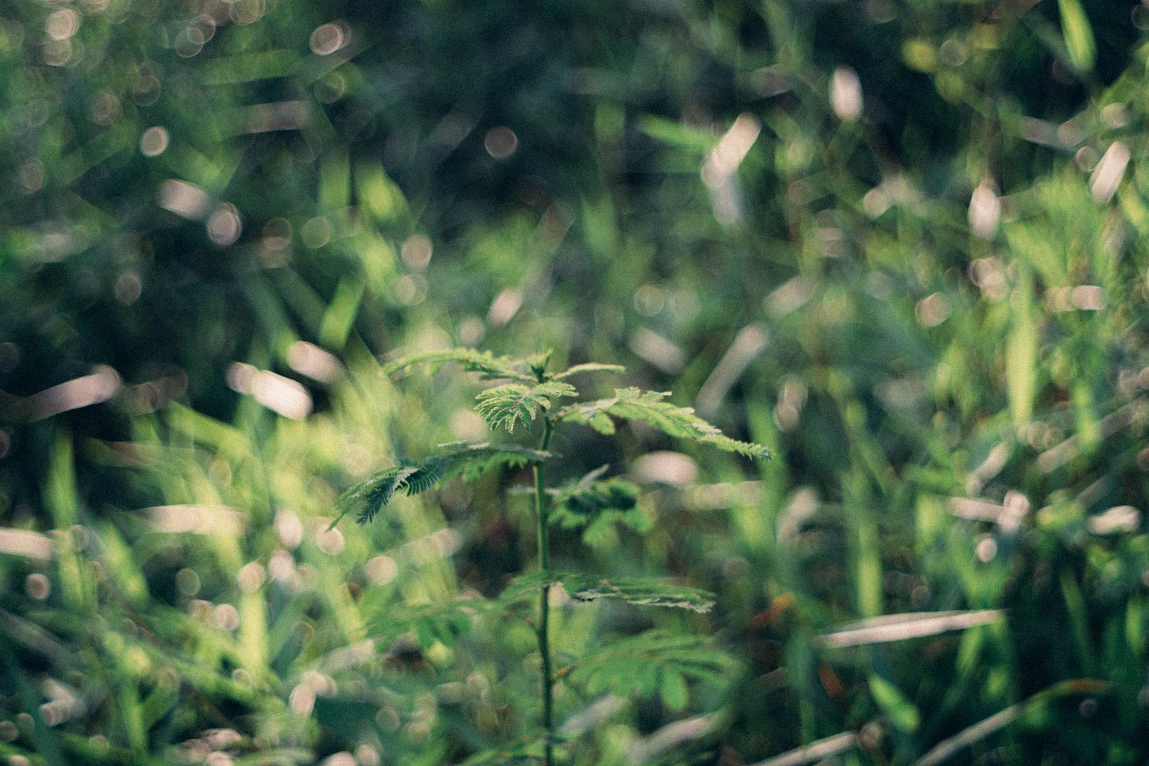  photo DSC01084_zps5ductrcz.jpg