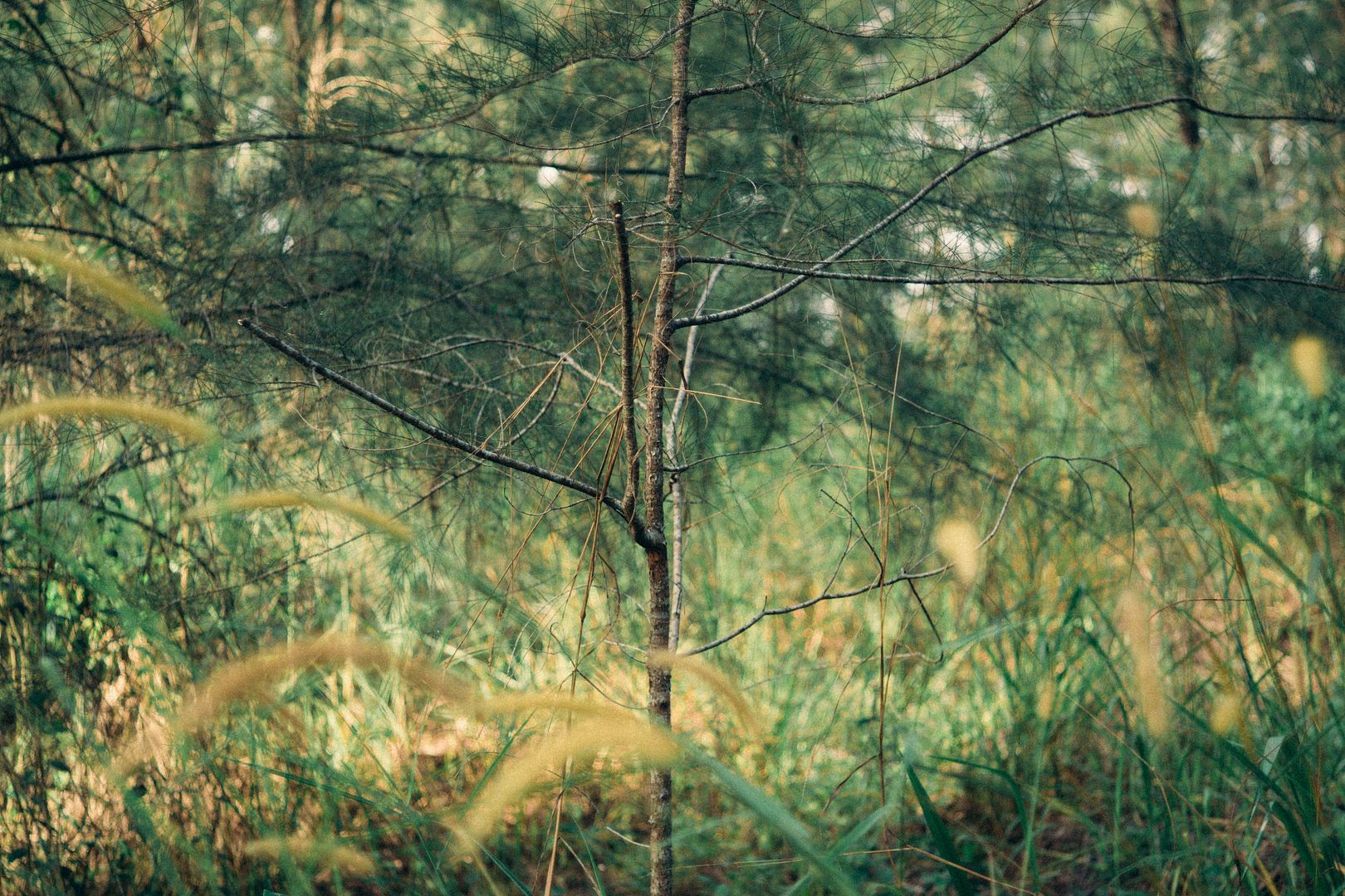  photo DSC01093_zpsle54afkq.jpg