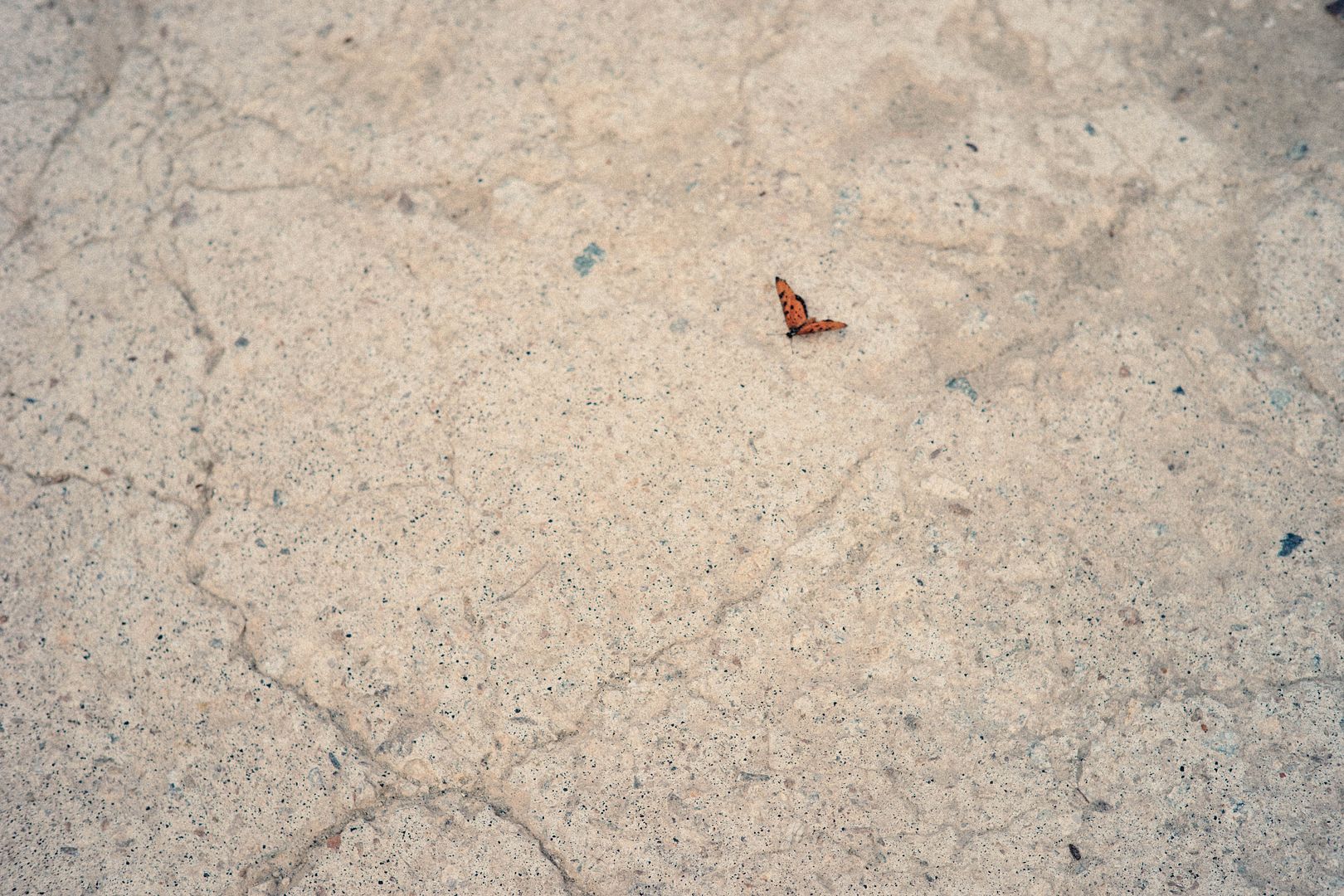  photo DSC03220_zpsifsd266t.jpg