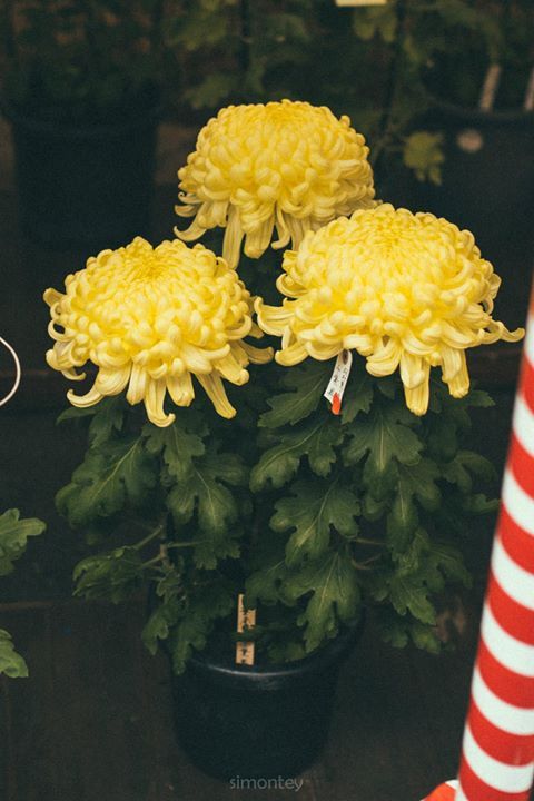 tokyo7 photo tokyo7_zps7e5136a0.jpg