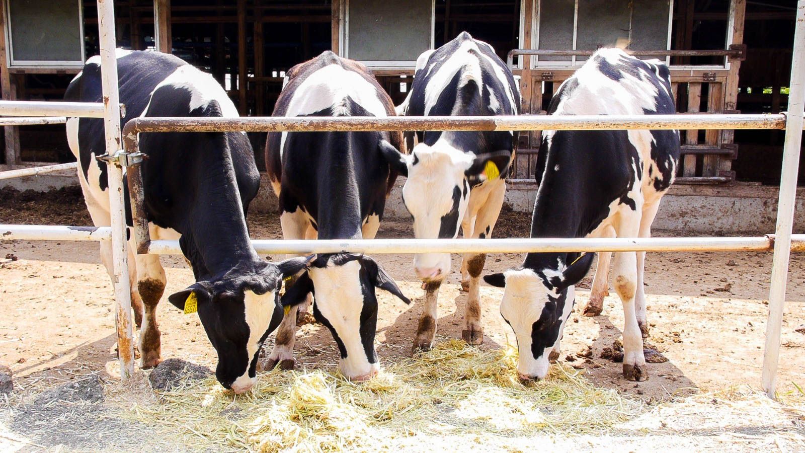 photo IMG_2702_zpsqofo2fax.jpg