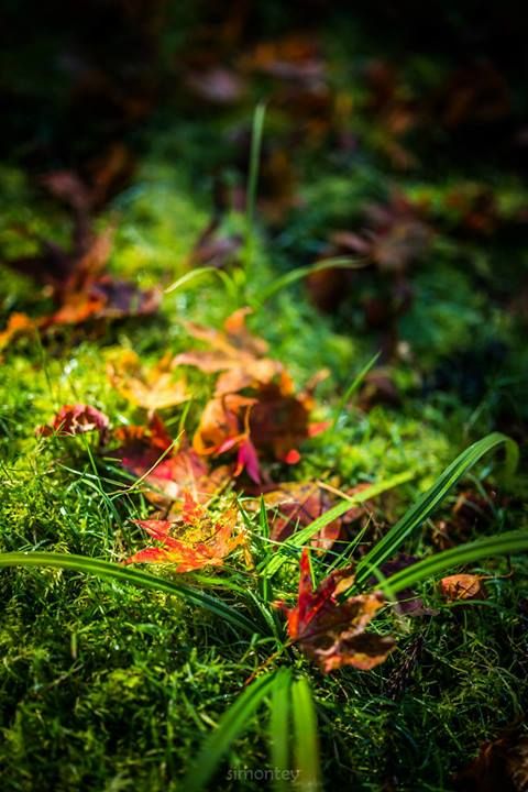 65 photo nikko65_zps39ce4529.jpg