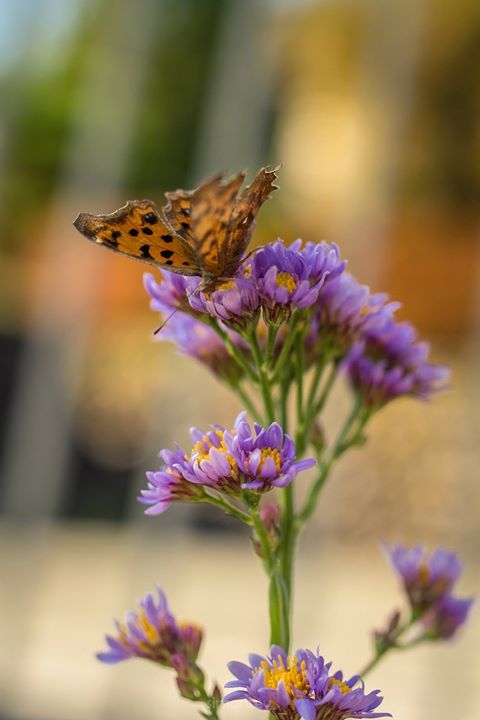 76 photo nikko76_zps4f19658f.jpg