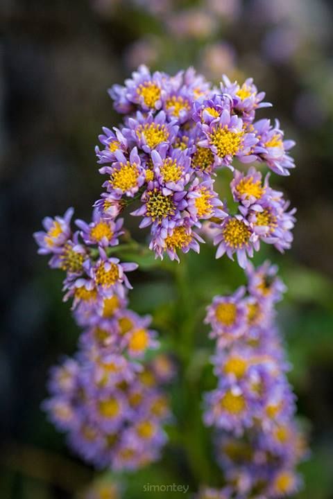 77 photo nikko77_zps8ea0b4a4.jpg