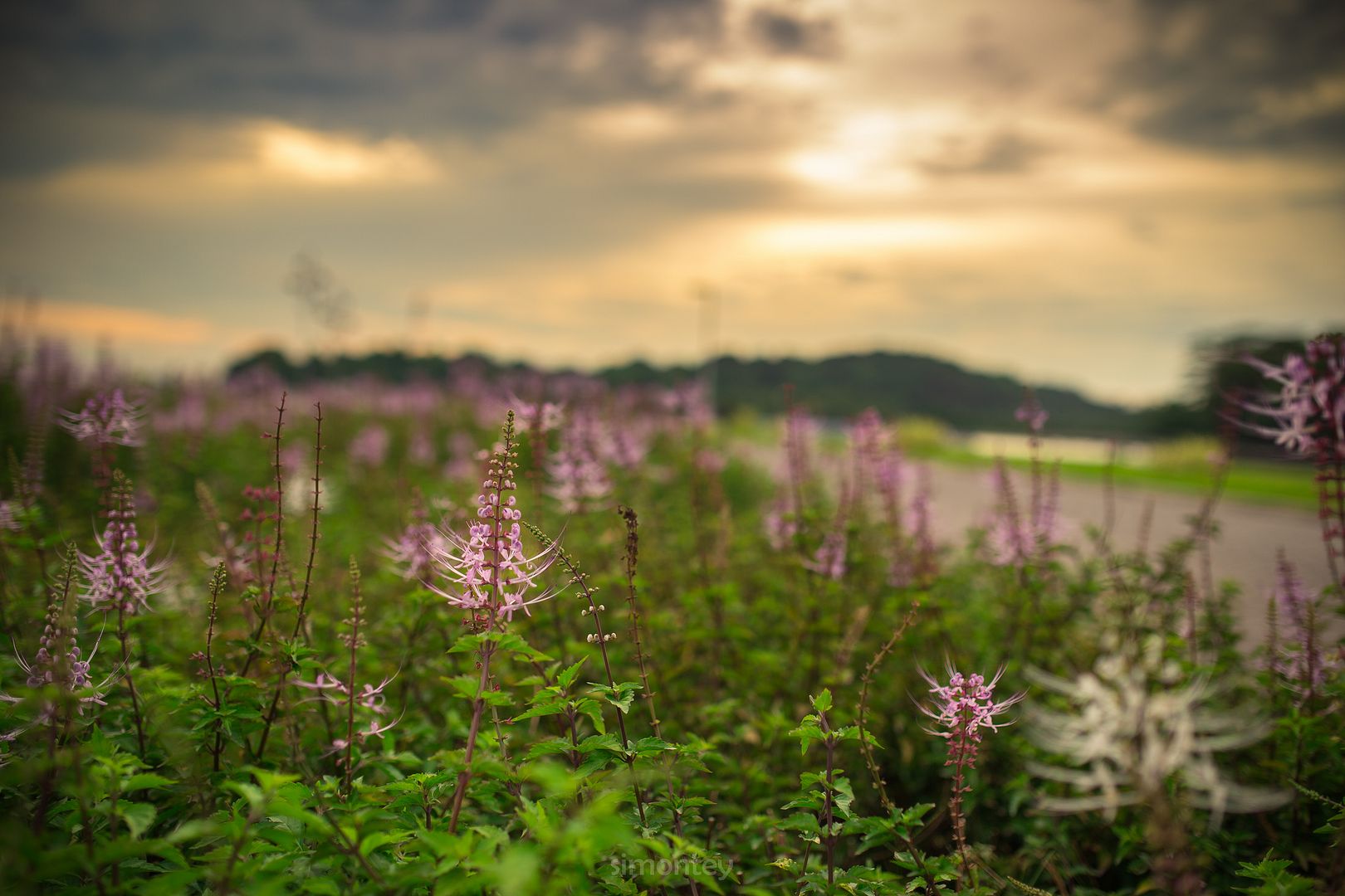 prive6 photo IMG_0066_zps136098ef.jpg