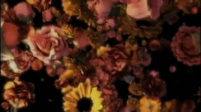 cveceistihovi.gif