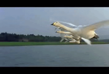 dobardan.gif