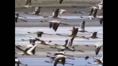 flamingo.gif
