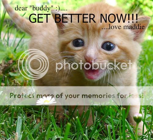 kaiadogie got their homepage at neopets.com