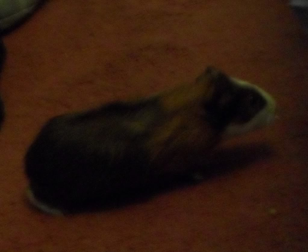 SAM_0650.jpg