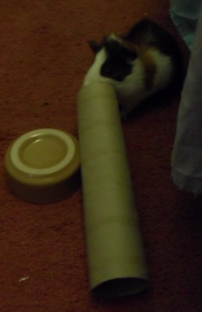 SAM_0674.jpg